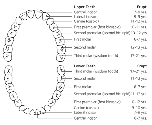 Adult Teeth Eruption Guide