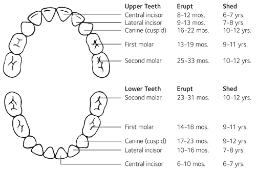 Baby Teeth Eruption Guide